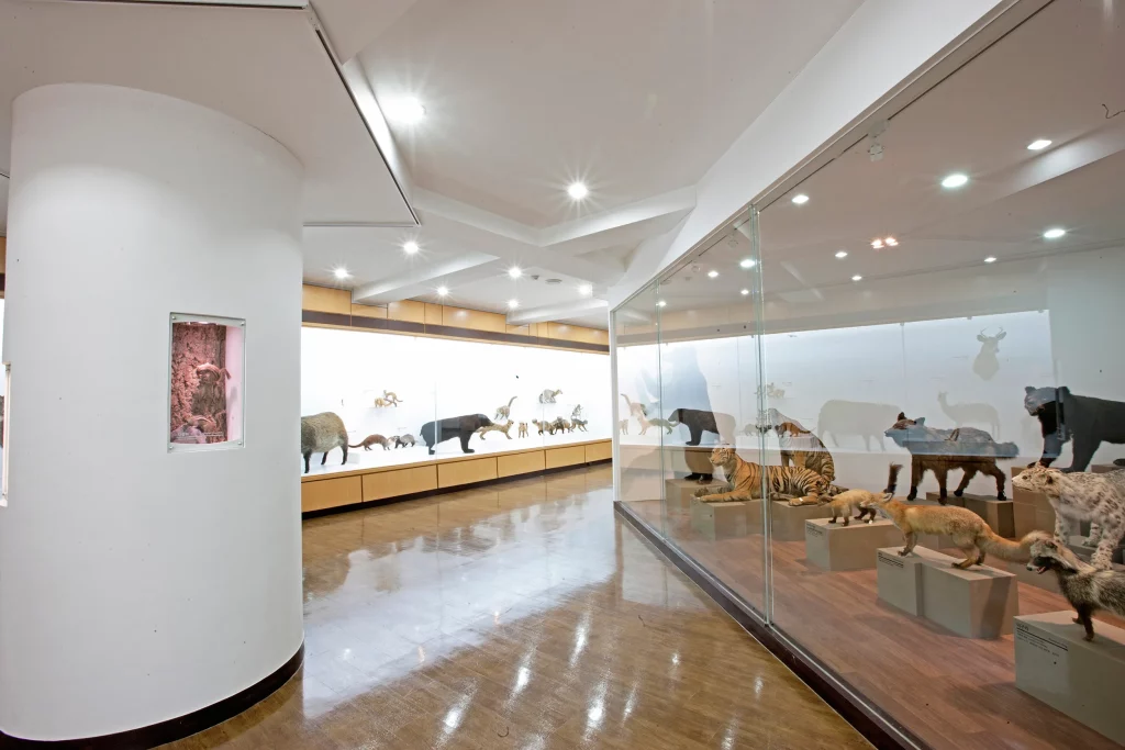 kobi education-universitas kyung hee-gambar natural history museum