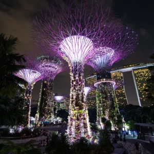 kobi education-universitas terbaik di singapura-gambar supertrees grove di malam hari