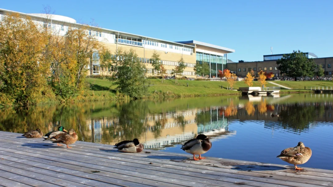 kobi education-universitas di swedia beserta jurusannya-gambar umea university untuk artikel rekomendasi universitas top di swedia